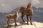 Mamma&amp;Figlio