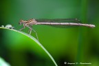 Canon 550D
Tamron 180mm
f/16
1/6 sec.
ISO-400
3piedi
No Plamp

Purtroppo  cos tanto tempo che non posso andare a fare macro che sono gi costretto a tirare fuori scatti di qualche tempo fa.

[url=http://farm7.static.flickr.com/6138/5966187450_5a8c45f14e_o.jpg]Clicca qui per la versione a 1800 pixel.[/url]

Graditi commenti e suggerimenti.
Buona giornata a tutti!