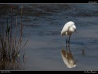 Camargue # 13 Camargue # 13