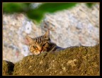 Chat de Provence!