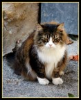 Chat de Provence!