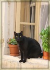 Chat de Provence!