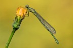 Ischnura elegans