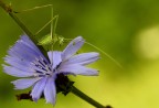 cavalletta su fiore ( forse un grillo...)