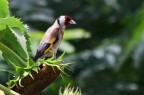 cardellino 1