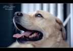 My Dog
