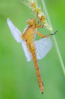 Orthetrum coerulescens