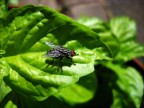TEST nikon L19
