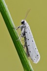 Yponomeuta sp.