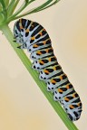 Papilio machaon