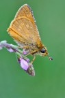 Ochlodes sylvanus