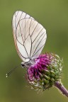 Aporia