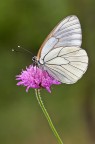 Aporia