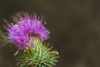 Nikon D80

f/13
1/50 sec
ISO 125
70-300@300