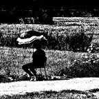 The Last Flower The Last Flower