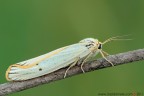Coscina striata