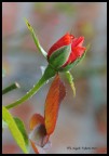 Bocciolo di Rosa