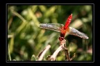 Nikon D80

f/5,6
1/125 sec
ISO 100
70-300@300

purtroppo il sole  a picco