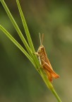cavalletta