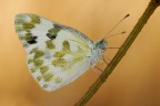 Pontida edusa