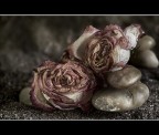 .:.Rose sabbia sassi.:.