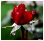 rosa con halo effect rosa con halo effect