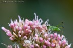 Phaneroptera - nana.