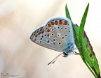 Altra farfallina, con f8