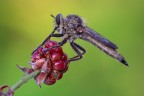 50d 180mm f16 1/8sec no crop pannellino
http://img220.imageshack.us/img220/5943/asilide2000.jpg