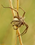 Pisauride pisaura con uova