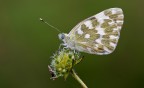 Pontia edusa