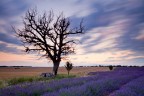 Tra i campi di lavanda