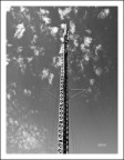 Albero di maestra
