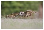 In volo