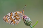 Melitaea anche per me...