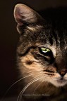 La mia pensierosa gatta, dopo due mesi dalla morte del suo unico compagno (suo fratello), appare sempre pi malinconica e sconsolata...