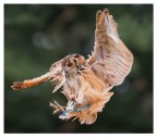 Falconeria