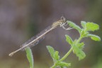 Sympecma fusca