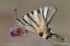 Podalirio (Iphiclides podalirius L.)