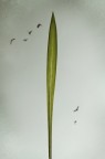 Erba