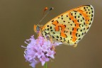 Farfalla Ancora...!!!