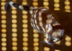 dove c' un raggio di sole c' un gatto