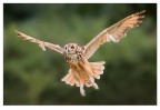 In volo