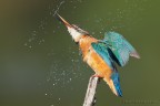 Torcicollo