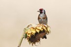 Cardellino su girasole