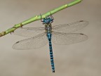 Aeshna affinuis, Vander Linden, 1820 male