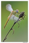 Libellula d'agosto