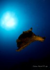 Esemplare di Aplisia Depilans nel mare di Santa Caterina di Nard (LE)