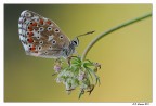 Licenide ambientata