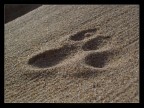 Passo felino